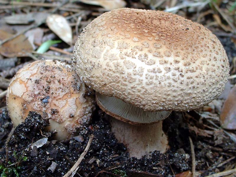 Leccinum lepidum e Amanita rubescens, 01.V.2004
